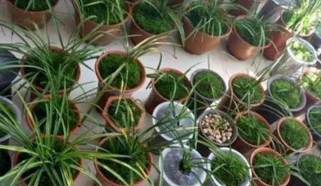 胡大妈|胡大妈养“兰花”,用一种令人厌恶的“营养液”,1盆养成20盆