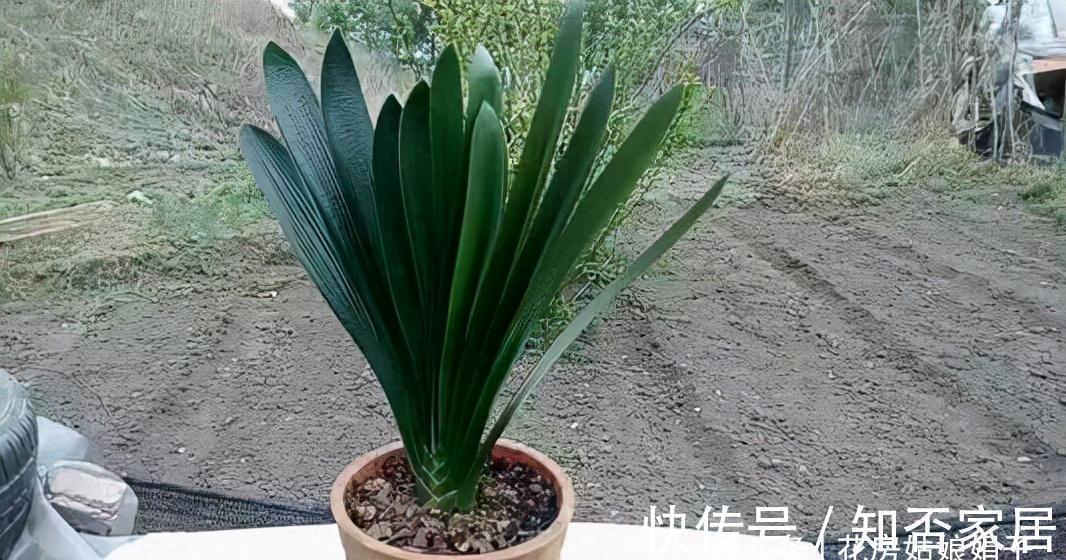 君子兰开花有诀窍，牢记多晒太阳，少浇水勤施肥，注意温差这几样