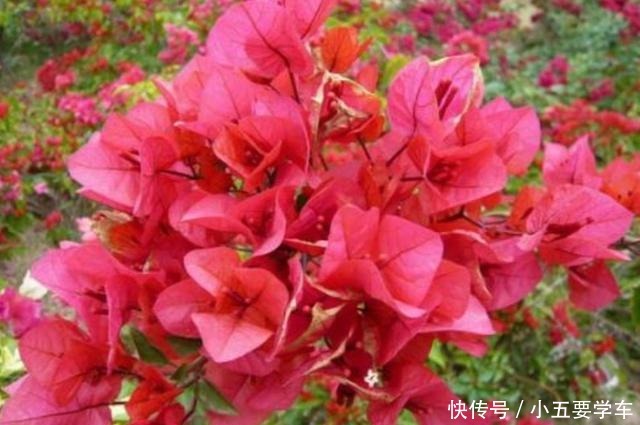 家里养的三角梅,花后给它做好4件事,用不了多久就能再次开花!