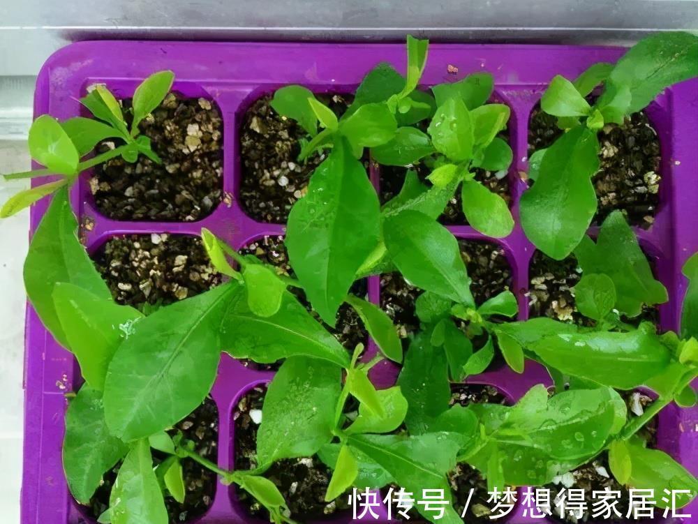 养花|三种夏日花，扦插正当时，喜欢的建议尽快繁殖“小苗”