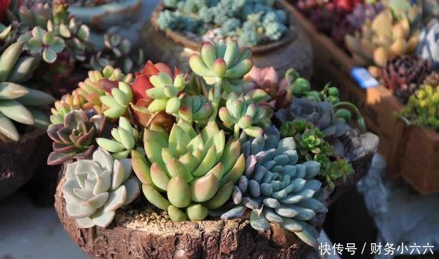 多肉多久浇一次水,按照这三点浇水,小白也能养好多肉
