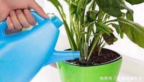 养花浇水的忌讳,“3种水”别浇花,浇一盆黄一盆,要牢记!