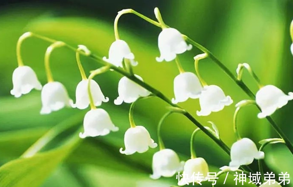 3种原本长在山间的野花,如今已成常见盆栽,有1种经常被误认