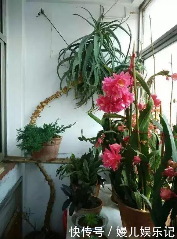 奶奶养芦荟10年,长成精了,老桩就像“胳膊粗”,小苗一大推