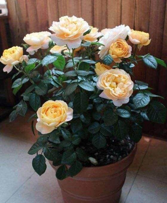 新枝|月季花黄叶,简单“3步”,茂盛绿油油,新枝嫩叶长出来,开爆盆
