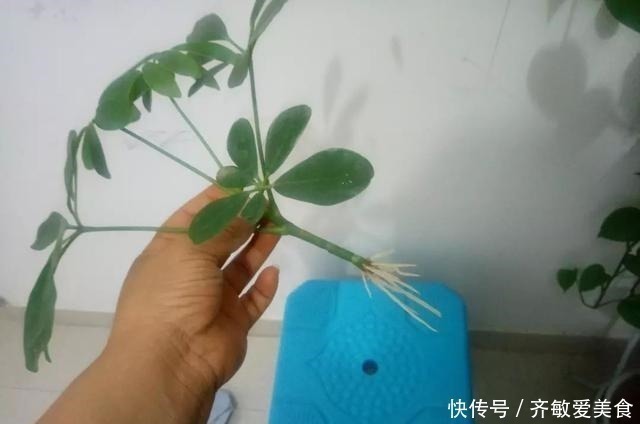 水杨酸|生根剂不用买,用家家都有的“小东西”,2分钟就能制出来