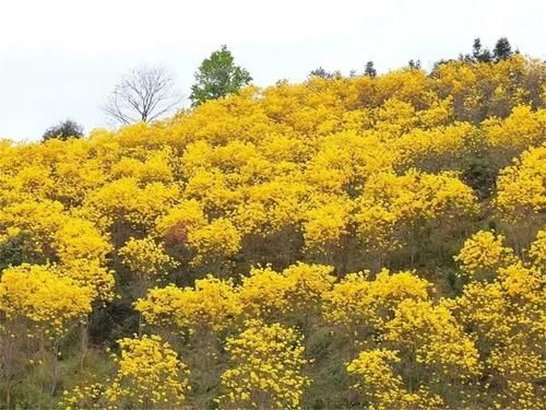 【醉美吕田】黄花风铃璀璨开满山！鹰嘴桃花粉嫩涨满屏！油菜花灿烂铺满地！