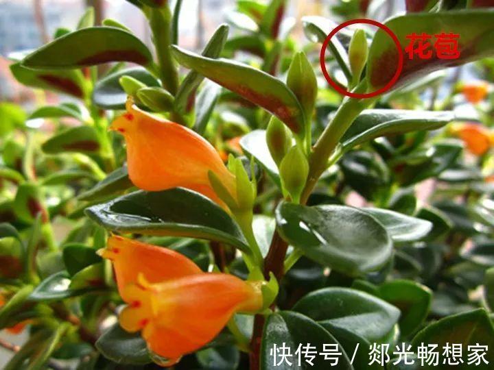 金鱼吊兰这么养,1年四季都能开花,小金鱼噗噗冒!
