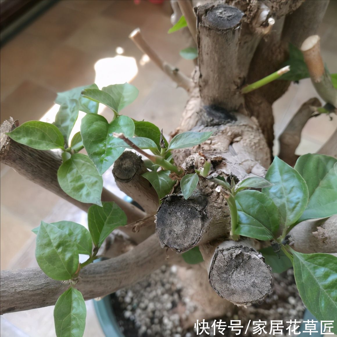 金钱树|夏天到了，8种花要及时控水，越热越不能浇水，一浇就出问题