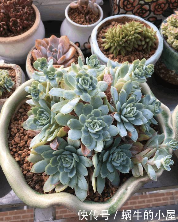 多肉没有高低贵贱,肉友的水平却有高低