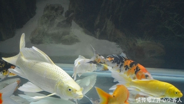 锦鲤水混如何换水!!!