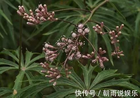 风湿麻木|大自然的馈赠“中药材兔儿伞”，可治风湿麻木、全身骨痛！