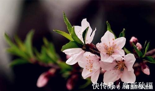 桃花|前生辜负东风意，不碍桃花发万支；十首七绝桃花诗，满满是相思