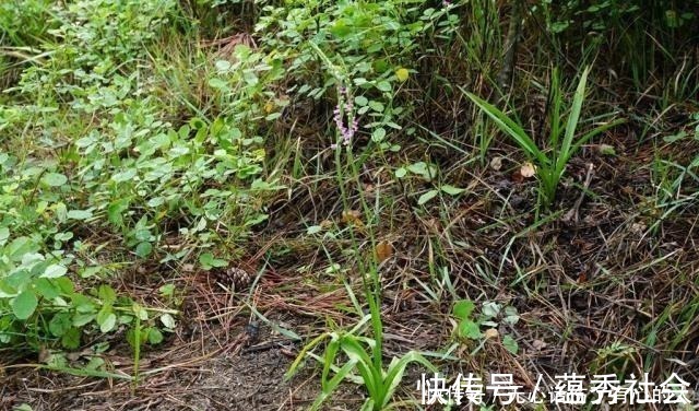 野草|农村一种奇草，蛇见到就怕，人称“蛇崽草”，民间常用来煲鸡汤