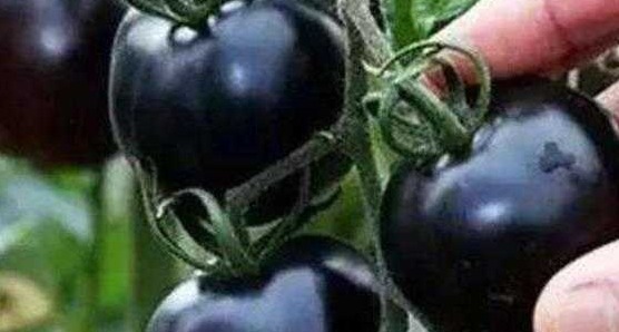 补肾益精|女性养生,适合常吃的食物,补血益气,补肾益精,好处多多!