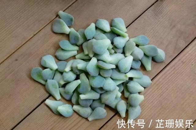 3个小技巧,多肉豆芽苗,一口气变多头群生,最短只要3个月