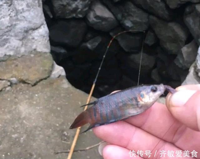 广西|这是啥鱼？广西柳州废井里，居然能钓到“稀罕鱼”，你认识几条？