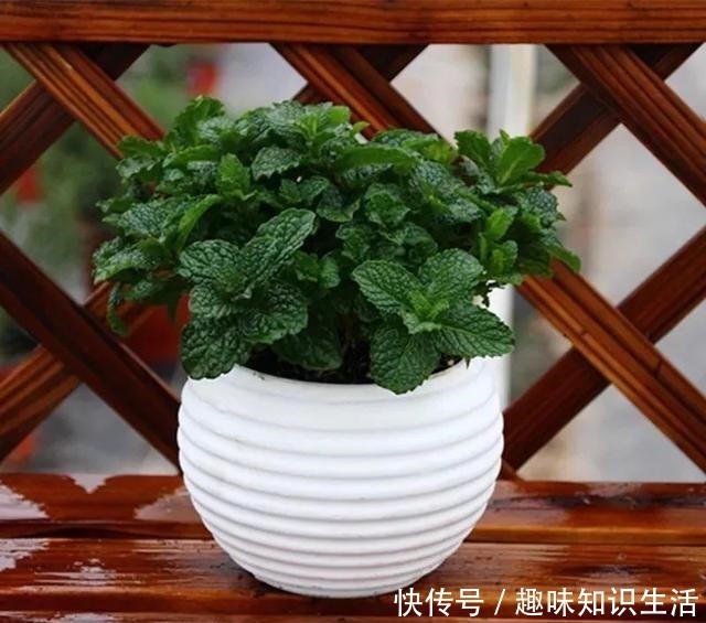 肥沃|人养花、花也养人，医生喜欢养的八种花，家里养一盆，清雅又健康！