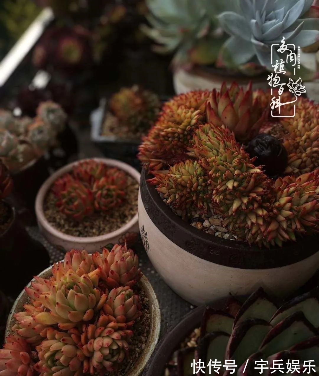 多肉植物|养多肉三年多九万里悟道，终归诗酒田园！