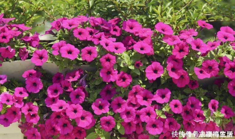 阳台上|养花不需品种多,4种花任选一种,开花整齐又好养,阳台犹如花海