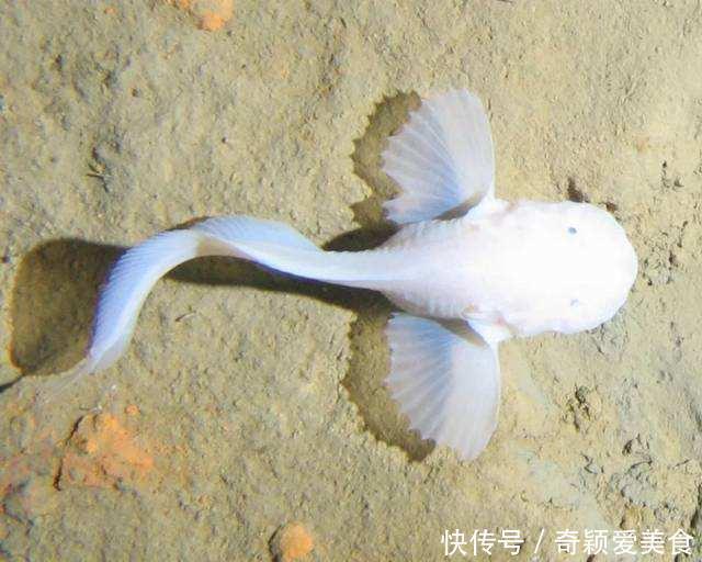 砖头 把一块砖扔进马里亚纳海沟,多久到海底砖头会不会被压碎