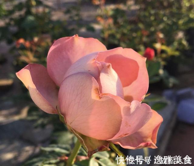 盘点10种古典美复古色系月季,你必须拥有其中一种!