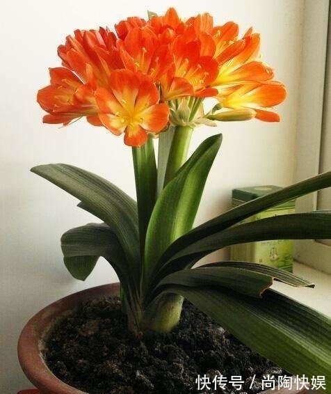 君子兰“烂根”别扔了，1种药水泡一泡，20天生根，长得更旺