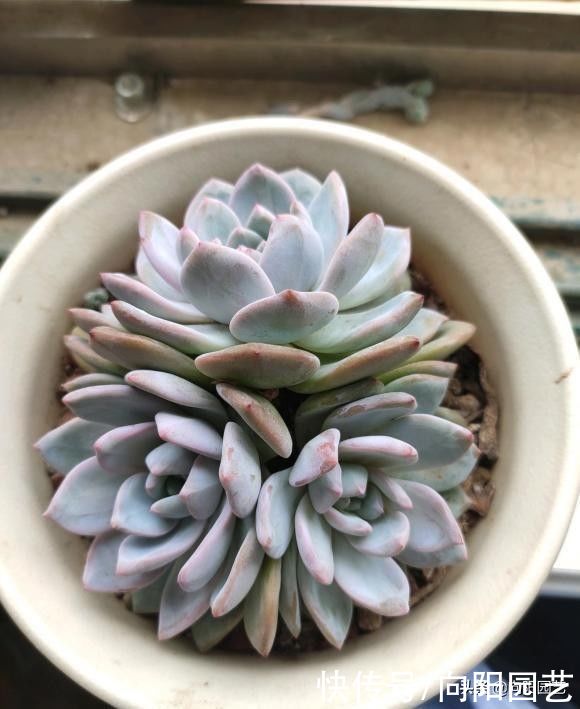 多肉|别人的多肉养得那么好，自己就养不活！差别在哪里？多肉该咋养？