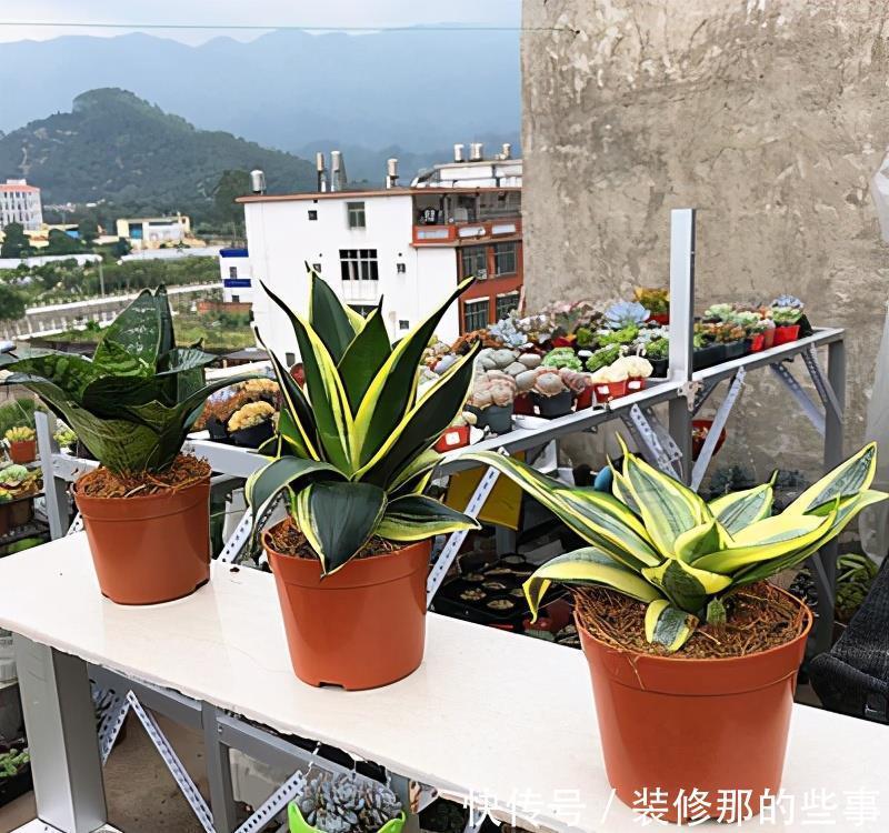 虎皮兰|虎皮兰长得慢?教你3个“基本功”,叶片厚,长得快,新芽多