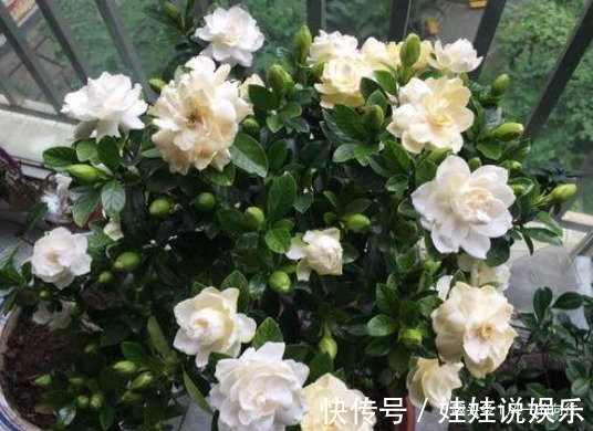 想要养好栀子花，必须按照它喜好来，记住这几点盆盆爆满盆
