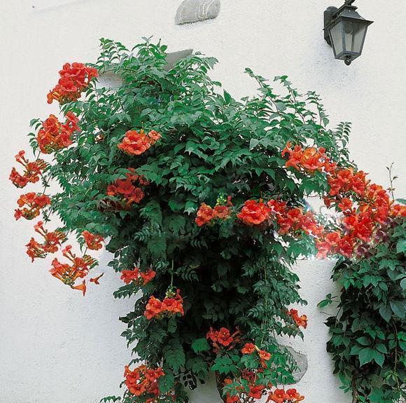 黄叶|5种“漂亮花”,夏天“使劲浇”,缺水就黄叶,不是勤快人,别养