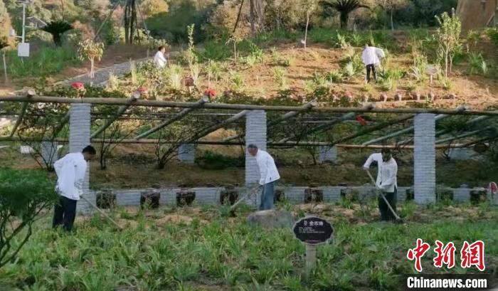 追梦人|红土地上小康路：中医药传承路上的追梦人