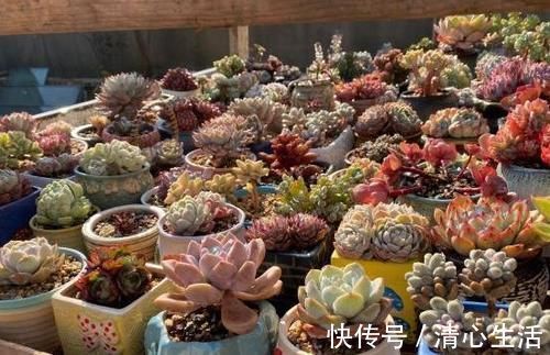 北风|北风呼呼地刮，露天阳台还能盆栽多肉吗？该怎么管？