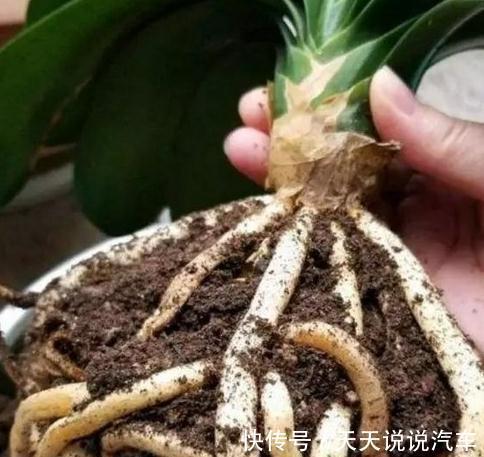 君子兰换盆做好5点,服盆快不烂根