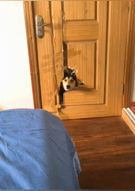 |搞笑GIF趣图:被点了穴咋地??