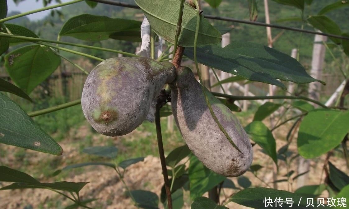 农村|“野味”很多人都见过,9月份成熟,但吃过的不超过一成