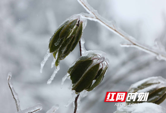 天子山|张家界景区天子山：雨雪迎新春 冰挂晶莹剔透（组图）