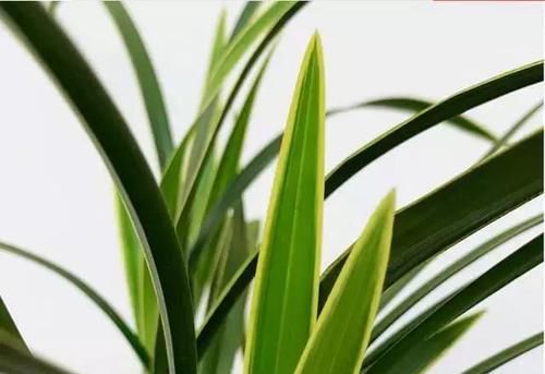  粉红|最美的荷瓣兰花，叶片金边亮眼，花色粉红，花瓣还有浓浓的酒香味