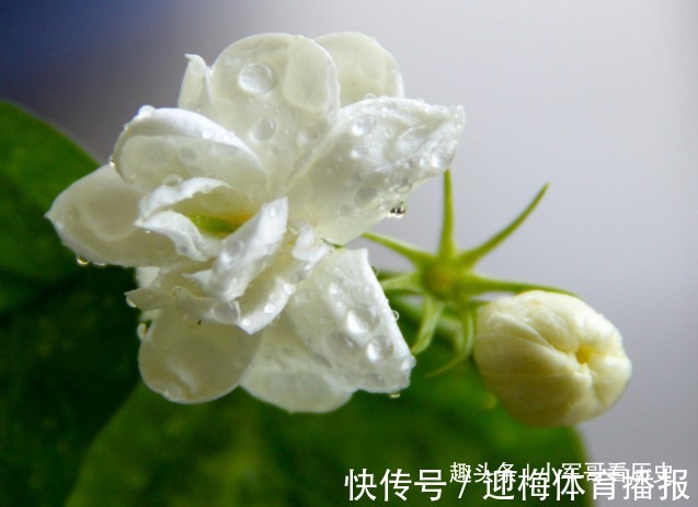 爱情之花|此花花瓣娇小，颜色如玉，白的像雪，透露着清纯之美，是爱情之花