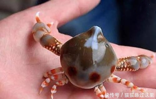 并非|因为长得太美,这种螃蟹让人不忍下嘴,怎奈还是沦为食材