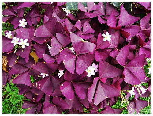 她只种一种花，却开出一片花，开花惊艳又漂亮，邻居看了都羡慕