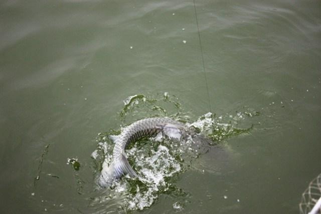 鱼漂|钓到大鱼不要慌,这些溜鱼技巧来助你,让大鱼乖乖上岸