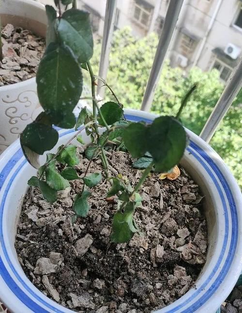 月季花开的不精神，植株突然萎蔫？都是因为没做好这一点！