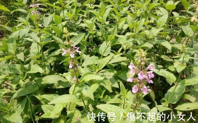 消炎止痒|野甘露,一种野生药材,能清热解毒和消炎止痒,野外遇见别错过!