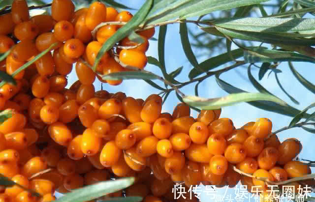 延缓衰老|人到中年,多吃3种食物,排毒润肤,延缓衰老,美容养颜