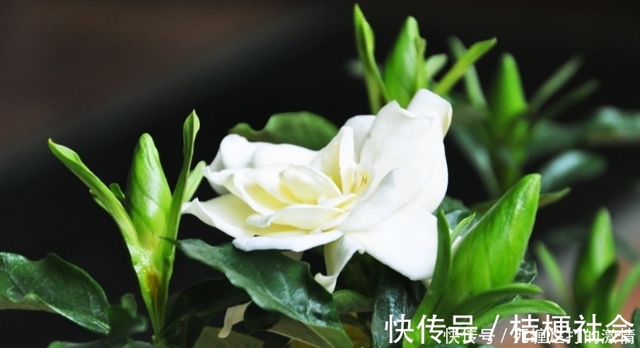 飘香|比桂花还香的6种花卉，种在阳台或放置庭院，满屋子都飘香！