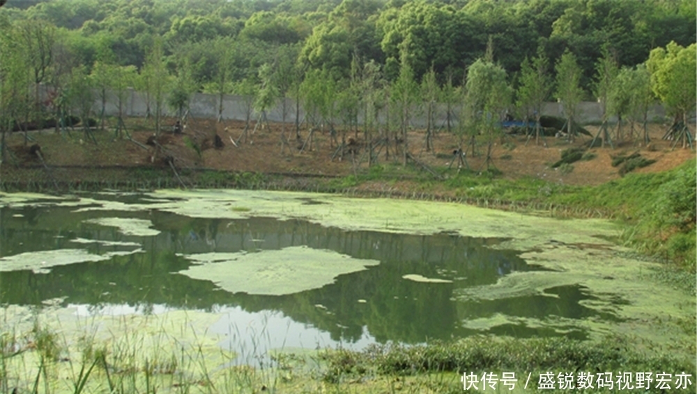小黑鱼|梅雨季节钓黑鱼，用对了方法，比拉白条还容易！