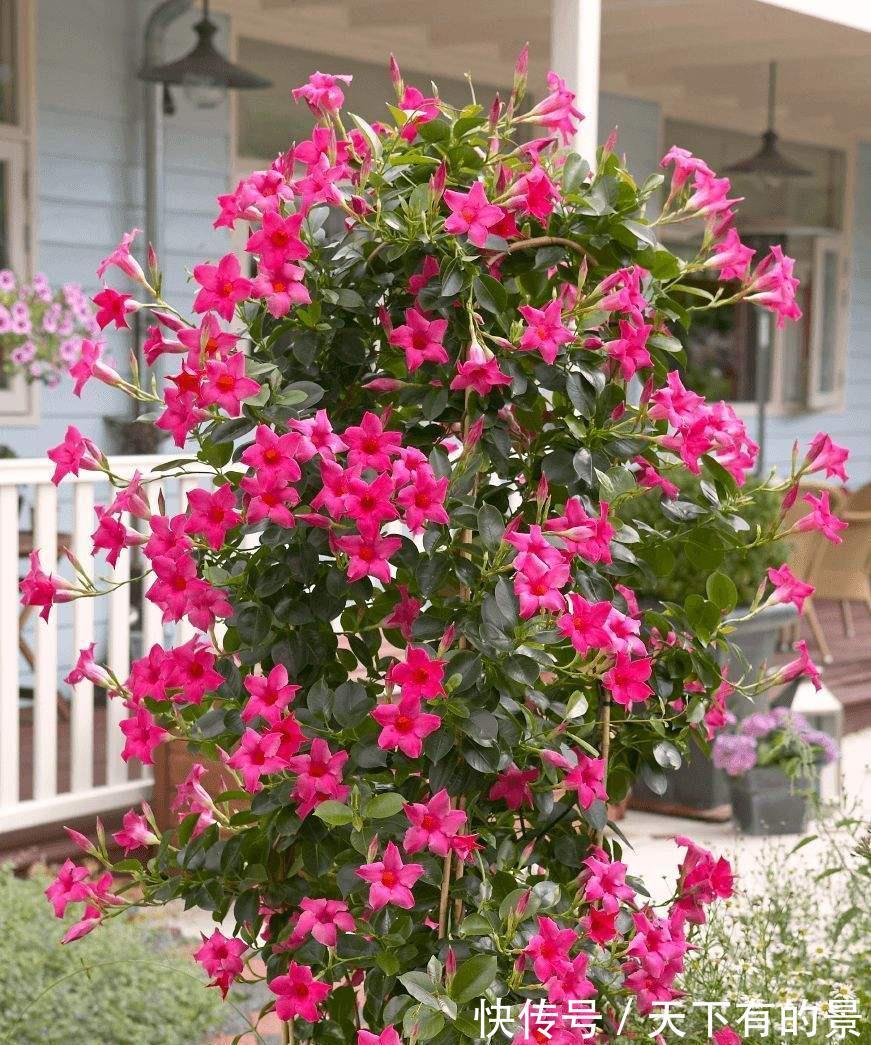 阳台上|3种“小爬藤”花,剪个枝条插一棵,爬满阳台开满花,美得不像话