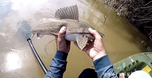浑水钓鱼真好,钓上的鱼个头真不小,这是河鲶吗?