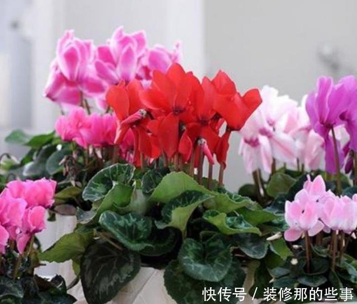 4种花养家里,福旺运旺财更旺,花开不断,还能旺财!